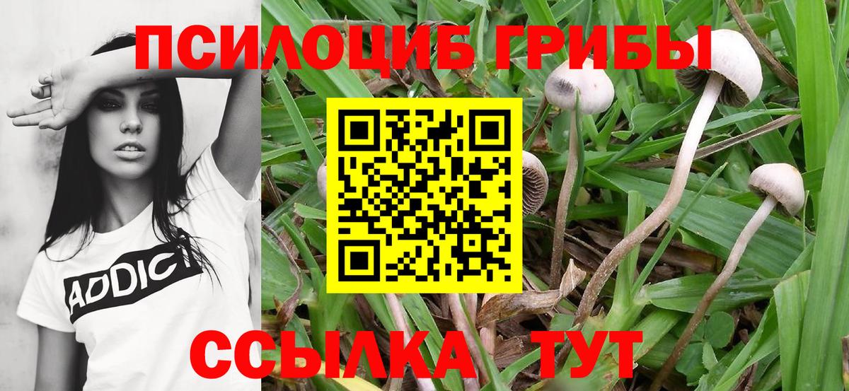 Псилоцибиновые грибы Psilocybe  Вход с VPN  Волоколамск  Галлюциногенные грибы Psilocybine cubensis 